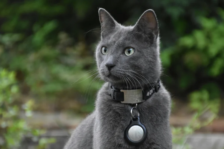 Personalized Leather AirTag Cover for Pet